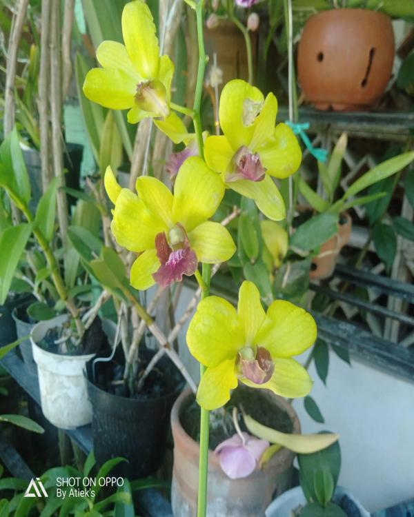 Dendro Tongchai Gold